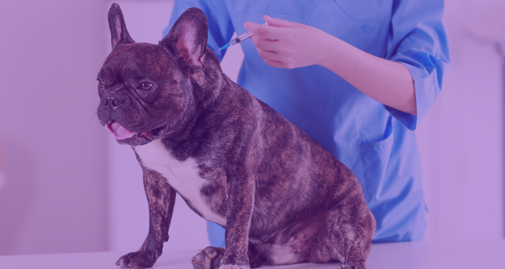 video clínico sobre vacunas perro 